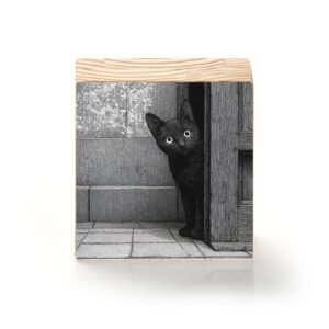 Curiosidade à Espreita